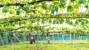 経営の多角化を目指し果樹栽培参入へ。人気スイーツメーカーの挑戦