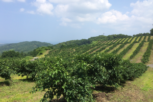 22haのカボス農園で大規模省力化。グループ会社による一貫体制が生み出す高品質の商品づくり