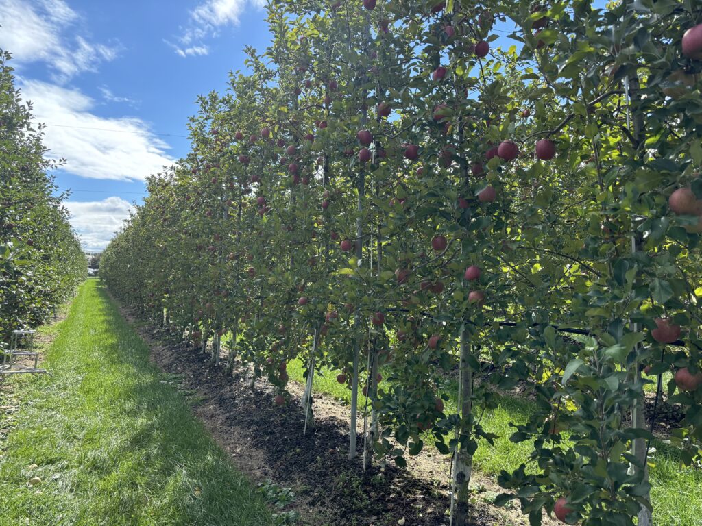 産地構造転換パイロット事業について