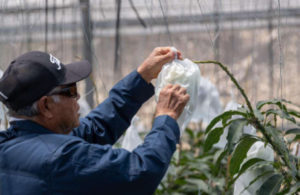 「産地の“思い”をエンドユーザーへ結ぶ」卸売企業 泉州屋の取り組み